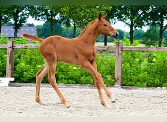 Other Breeds, Mare, , Chestnut-Red