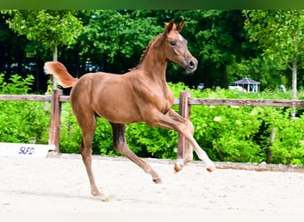 Other Breeds, Mare, , Chestnut-Red