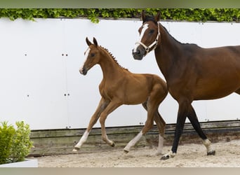 Other Breeds, Mare, , Chestnut-Red
