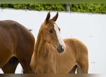 Other Breeds, Mare, , Chestnut-Red