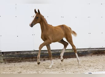 Other Breeds, Mare, , Chestnut-Red