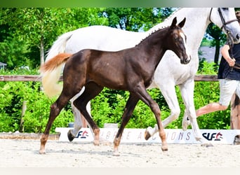 Other Breeds, Mare, , Chestnut