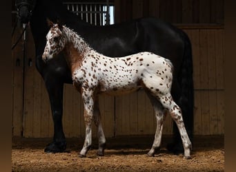 Other Breeds, Mare, Foal (05/2025), Leopard-Piebald
