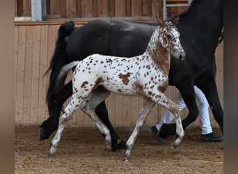 Other Breeds, Mare, Foal (05/2025), Leopard-Piebald