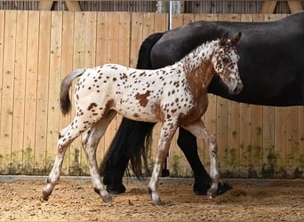 Other Breeds, Mare, Foal (05/2025), Leopard-Piebald