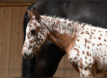 Other Breeds, Mare, Foal (05/2025), Leopard-Piebald