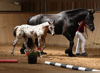 Other Breeds, Mare, Foal (05/2025), Leopard-Piebald