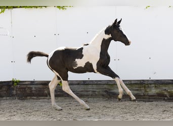 Other Breeds, Mare, , Pinto