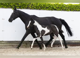 Other Breeds, Mare, , Pinto