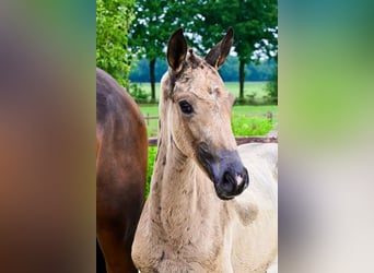 Other Breeds, Mare, 