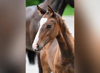 Other Breeds, Mare, Foal (05/2024)