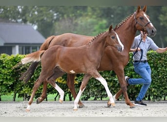 Other Breeds, Mare, Foal (05/2024)