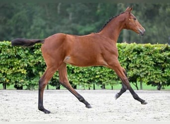 Other Breeds, Mare, Foal (05/2024)