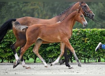 Other Breeds, Mare, Foal (05/2024)