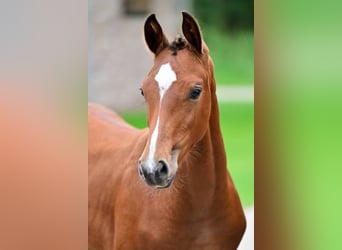 Other Breeds, Mare, Foal (05/2024)