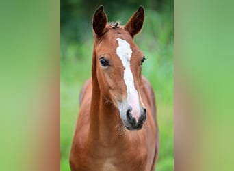 Other Breeds, Mare, Foal (05/2024)