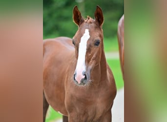 Other Breeds, Mare, Foal (05/2024)