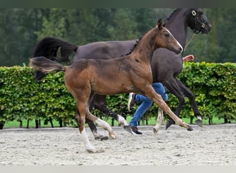 Other Breeds, Mare, Foal (05/2024)