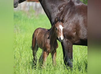 Other Breeds, Mare, Foal (05/2024), Smoky-Black