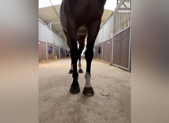 Other Breeds, Stallion, 10 years, 16 hh, Brown