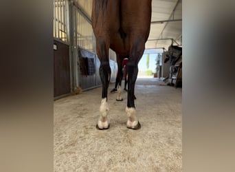 Other Breeds, Stallion, 10 years, 16 hh, Brown
