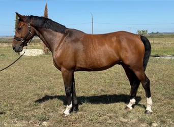 Other Breeds, Stallion, 10 years, 16 hh, Brown
