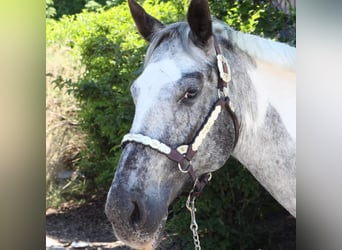 Other Breeds Mix, Stallion, 13 years, 15.1 hh, Pinto
