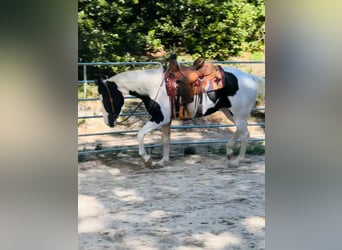 Other Breeds, Stallion, 13 years, 15.1 hh, White