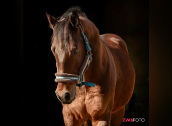 Other Breeds, Stallion, 13 years, 15 hh, Brown