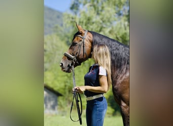 Other Breeds, Stallion, 15 years, 16 hh, Bay