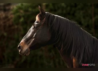 Other Breeds, Stallion, 16 years, 15 hh, Smoky-Black