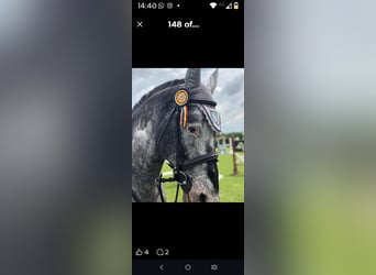 Other Breeds, Stallion, 16 years, 16 hh, Grey-Dapple