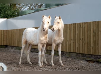 Other Breeds, Stallion, 1 year, 10.1 hh, Palomino