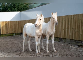 Other Breeds, Stallion, 1 year, 10.1 hh, Palomino