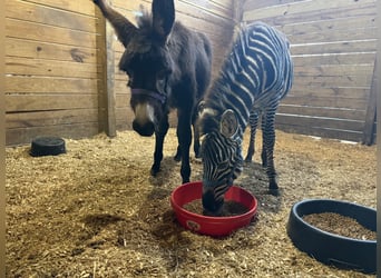 Other Breeds, Stallion, 1 year, 10 hh