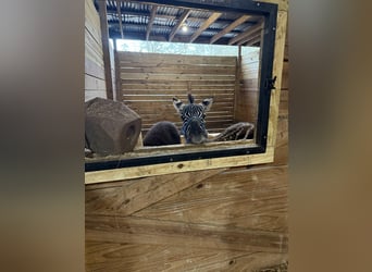 Other Breeds, Stallion, 1 year, 10 hh