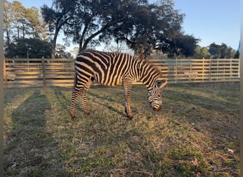 Other Breeds, Stallion, 1 year, 10 hh