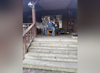 Other Breeds, Stallion, 1 year, 10 hh