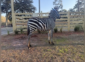 Other Breeds, Stallion, 1 year, 10 hh