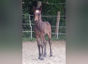Other Breeds, Stallion, 1 year, 13.2 hh, Roan-Bay