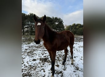 Other Breeds, Stallion, 1 year, 14.2 hh, Brown