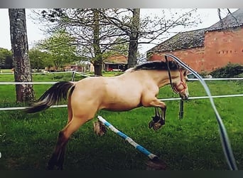 Other Breeds Mix, Stallion, 1 year, 14,2 hh, Dun