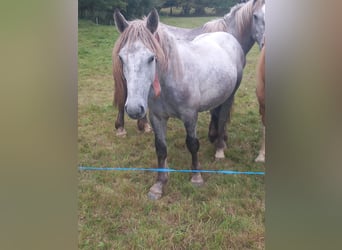 Other Breeds, Stallion, 1 year, 14.2 hh, Grey