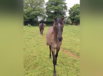 Other Breeds, Stallion, 1 year, 14 hh, Dun