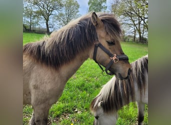 Other Breeds, Stallion, 1 year, 14,2 hh, Dun
