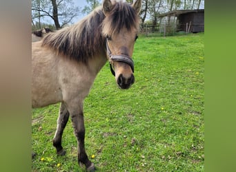 Other Breeds, Stallion, 1 year, 14,2 hh, Dun