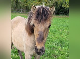 Other Breeds, Stallion, 1 year, 14,2 hh, Dun