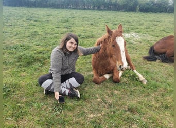 Other Breeds, Stallion, 1 year, 15.1 hh, Chestnut-Red