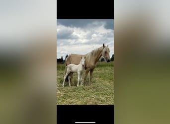 Other Breeds Mix, Stallion, 1 year, 15.1 hh, Cremello