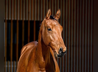 Other Breeds, Stallion, 1 year, 15 hh, Brown